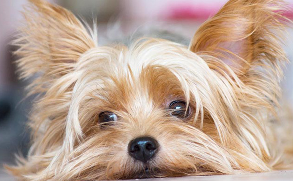 “最新モデルハウス” 飼い主さんが注目した｢犬専用｣ゾーン 3つのポイント