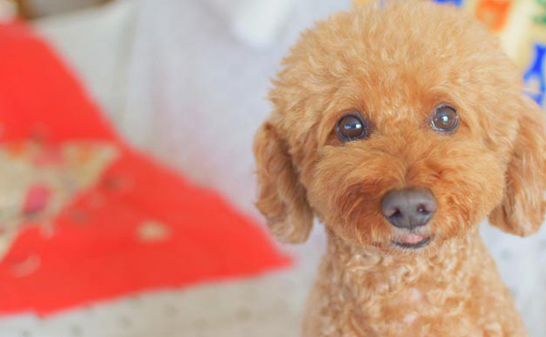 飼い主さんも納得！“最新モデルハウス” 注目ポイント