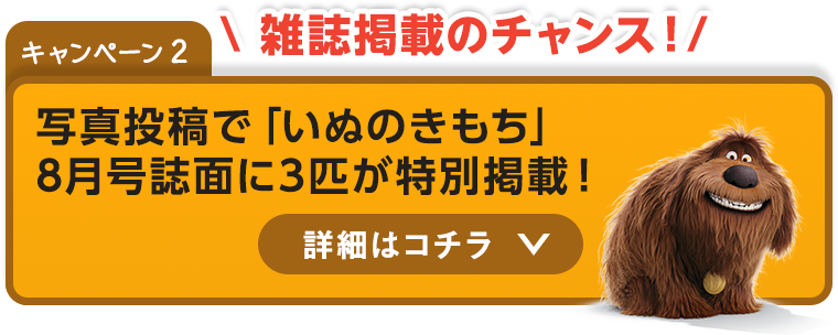 キャンペーン2：雑誌掲載のチャンス！　写真投稿で「いぬのきもち」8月号誌面に3匹が特別掲載！　詳細はコチラ