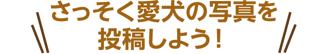 さっそく愛犬の写真を投稿しよう！