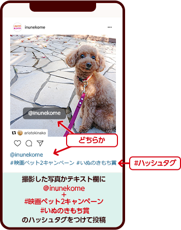 撮影した写真かテキスト欄に＠inunekome＋#映画ペット2キャンペーン #いぬのきもち賞のハッシュタグをつけて投稿