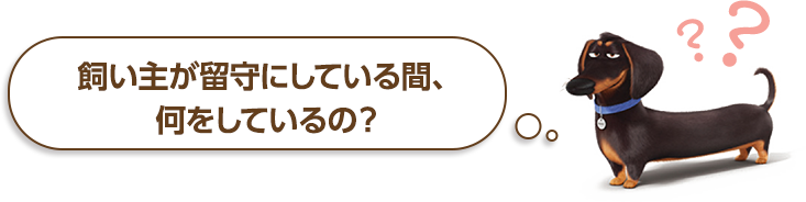 飼い主が留守にしている間、何をしているの？