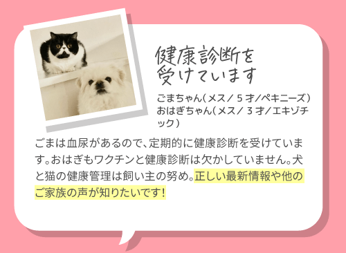 健康診断を受けています　ごまちゃん（メス／5才／ペキニーズ）、おはぎちゃん（メス／3才／エキゾチック）