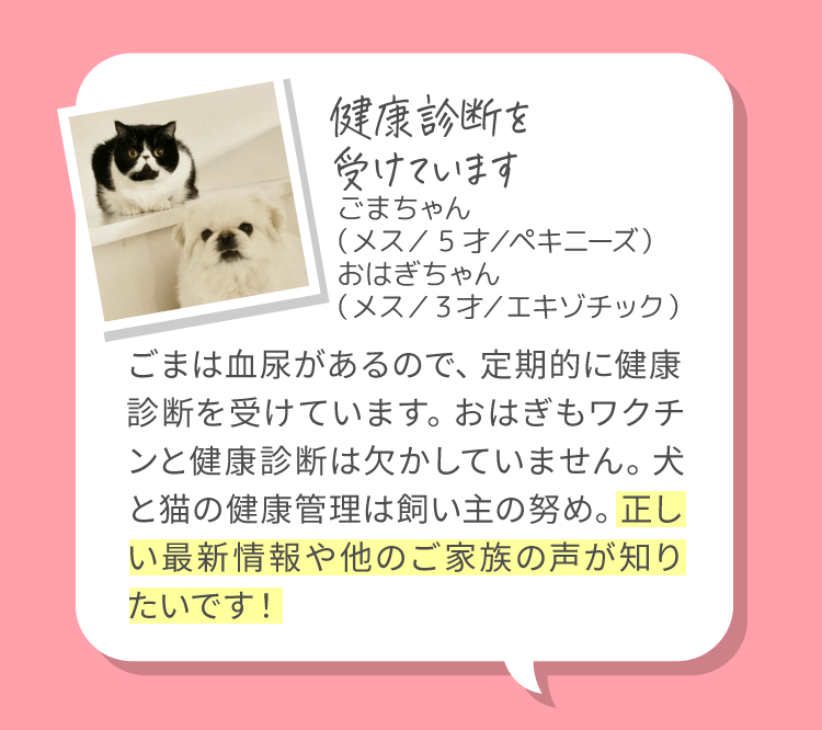 健康診断を受けています　ごまちゃん（メス／5才／ペキニーズ）、おはぎちゃん（メス／3才／エキゾチック）